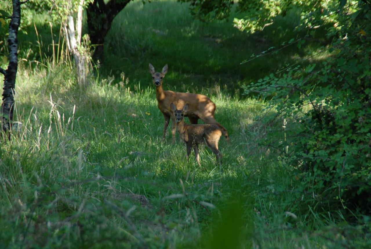 Le Terrier Blanc Villa Argenton Sur Creuse Buitenkant foto